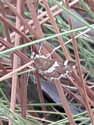 Hawaiian Beet Webworm Moth photo 5