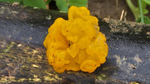 Golden Jelly Fungus
