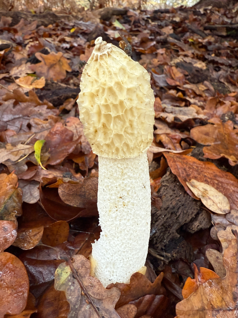 Phallus impudicus · November 2025 · photo: © simoncolenutt (iNaturalist, cc-by)