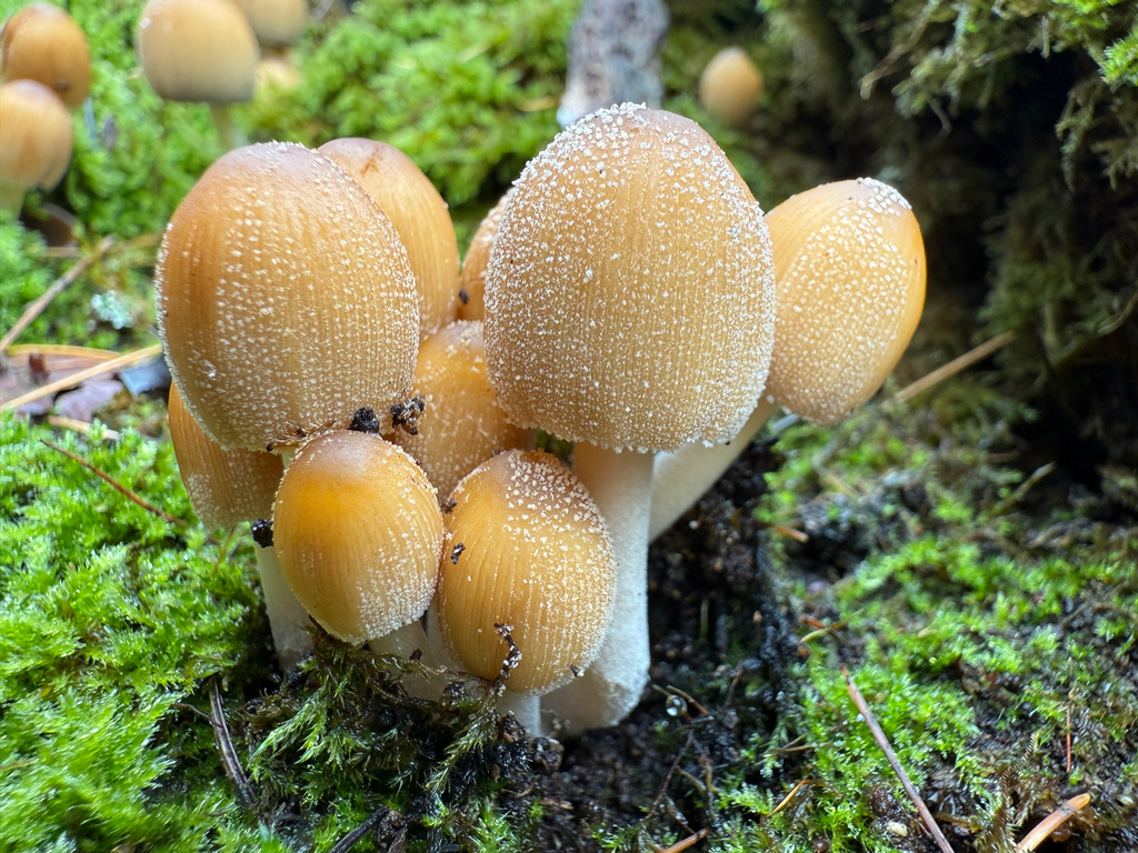 Micacei · November 2025 · photo: © simoncolenutt (iNaturalist, cc-by)