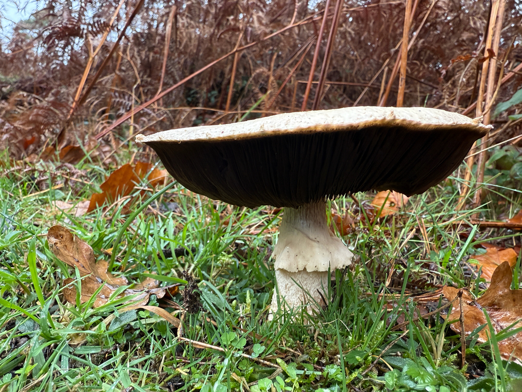 Agaricus augustus · November 2025 · photo: © simoncolenutt (iNaturalist, cc-by)