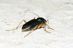 Megacephalina