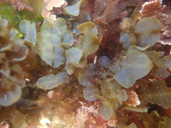 Dictyopteris undulata