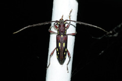 Ambonus distinctus