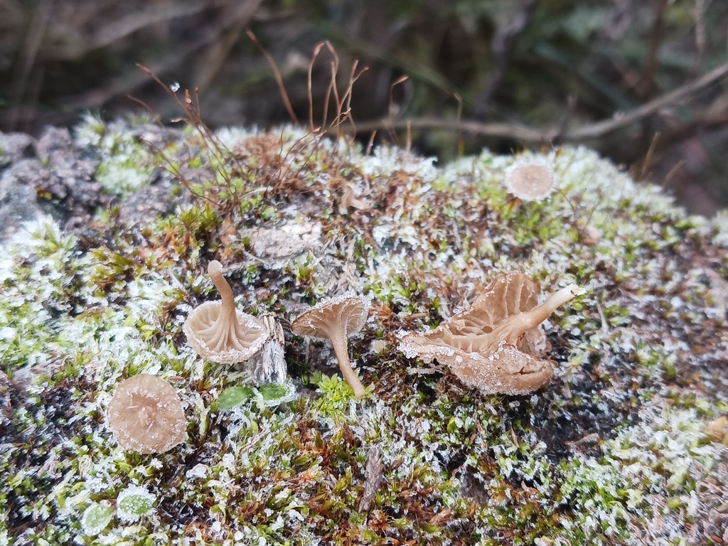 Arrhenia rickenii · November 2025 · photo: © mangoblatt (iNaturalist, cc0)