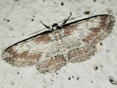 Iridopsis pergracilis