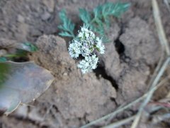 Lomatium orientale
