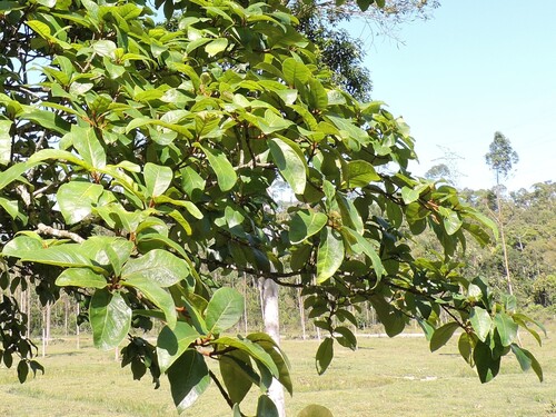 Ficus gomelleira, photograph 4