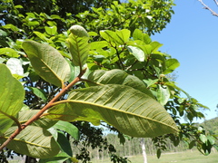 Ficus gomelleira, photograph (c) Fabrício Mil Homens Riella, some rights reserved (CC BY)