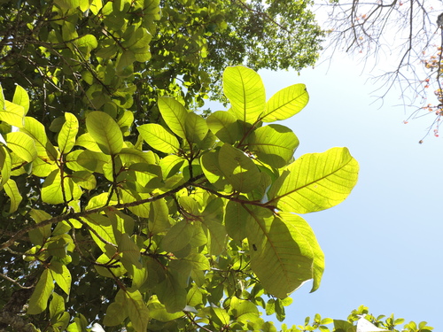 Ficus gomelleira, photograph 6