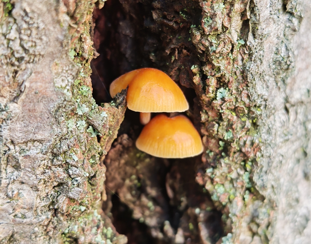 Flammulina · November 2025 · photo: © p_andrey (iNaturalist, cc-by-nc)