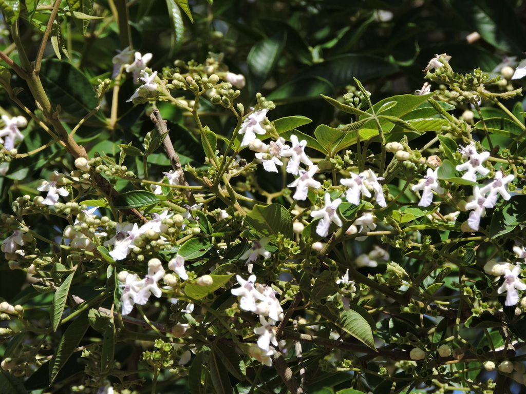 Vitex megapotamica; photograph (c) Fabrício Mil Homens Riella, some rights reserved (CC BY)