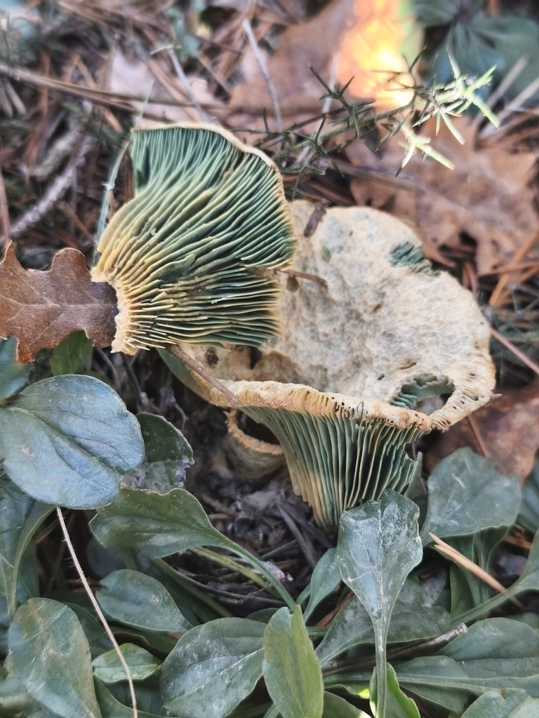 Lactarius quieticolor · November 2025 · photo: © mycototor (iNaturalist, cc-by)
