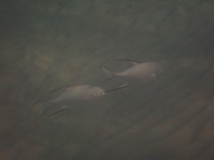Trachinotus goodei