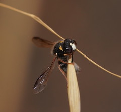 Masarinae