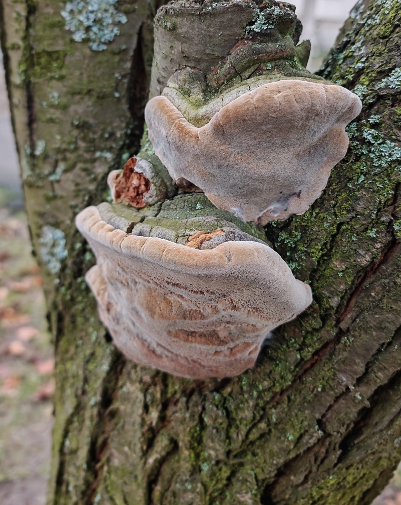 Phellinus pomaceus · November 2025 · photo: © p_andrey (iNaturalist, cc-by-nc)