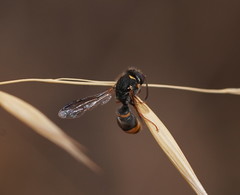 Masarinae