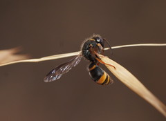 Masarinae