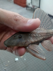 Hypostomus