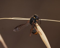 Masarinae