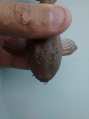 Hypostomus