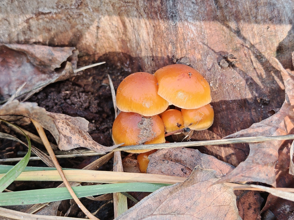 Flammulina · November 2025 · photo: © p_andrey (iNaturalist, cc-by-nc)