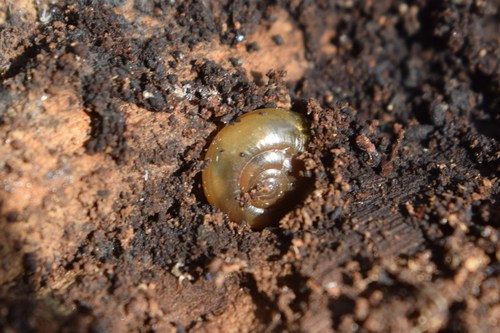 Oxychilus draparnaudi