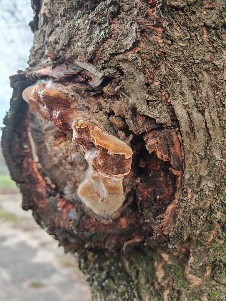 Phellinus pomaceus · November 2025 · photo: © p_andrey (iNaturalist, cc-by-nc)