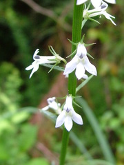 Lobelia spicata