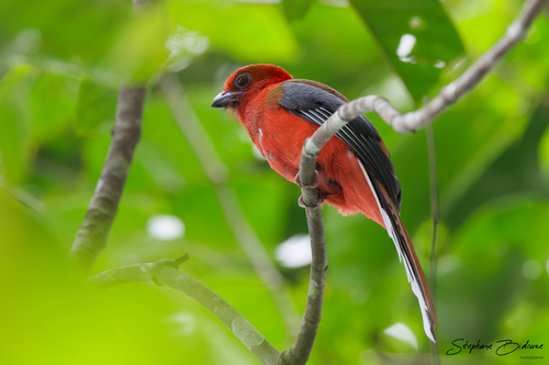 Red-headed Trogon