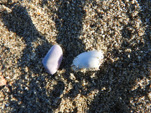 Donax trunculus