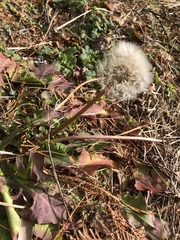Taraxacum officinale