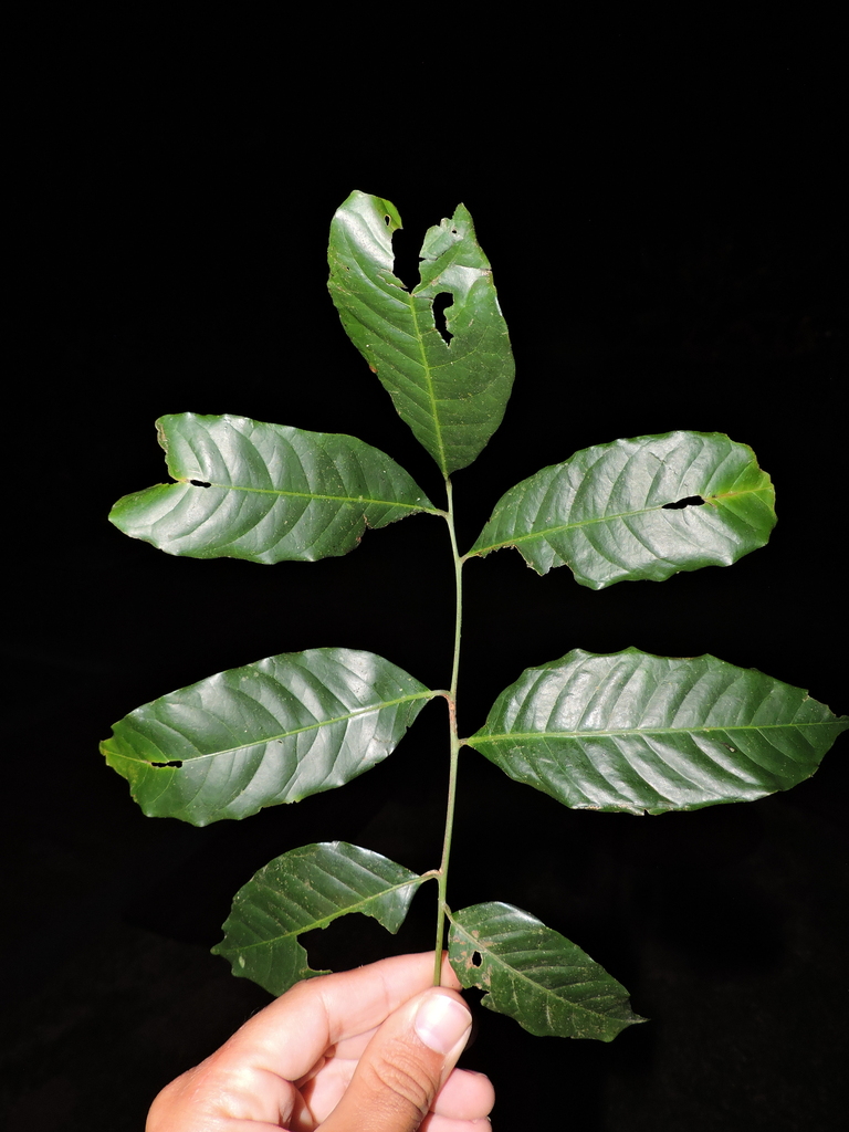 Trichilia silvatica