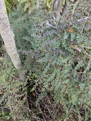 Pellaea andromedifolia