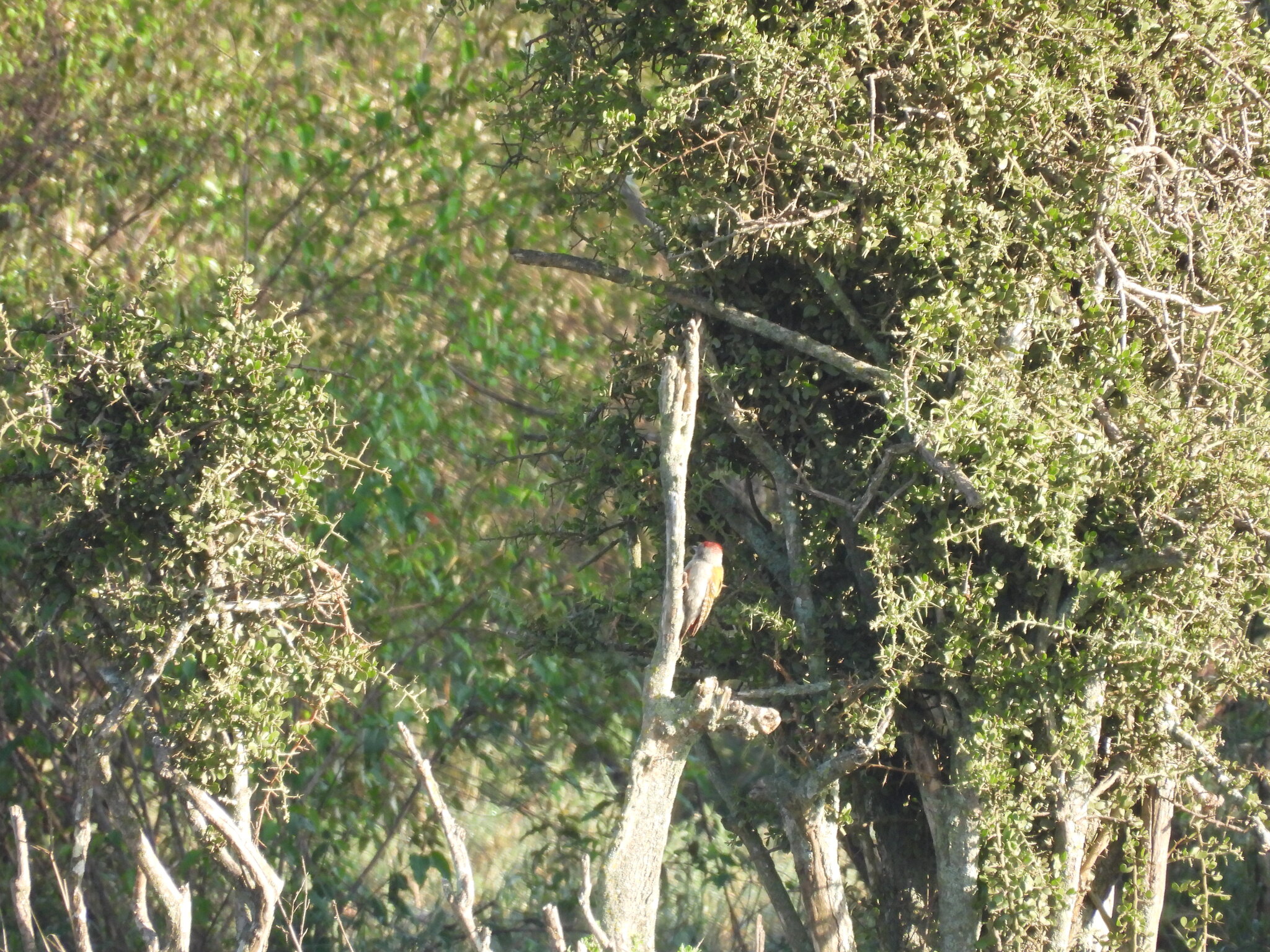 Eastern Grey Woodpecker