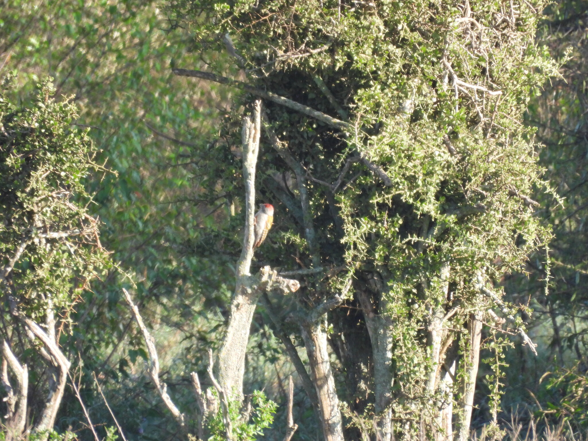 Eastern Grey Woodpecker
