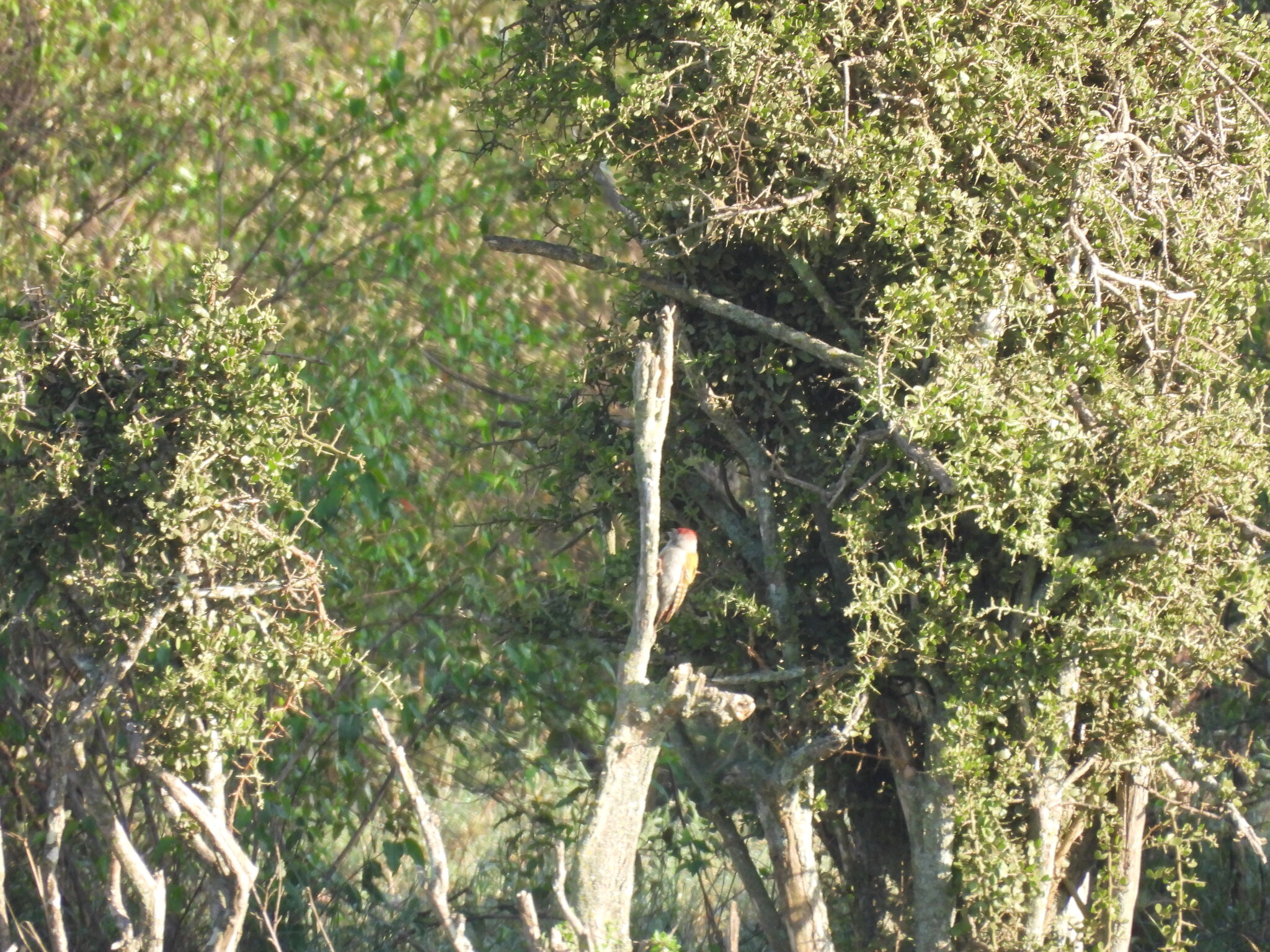 Eastern Grey Woodpecker