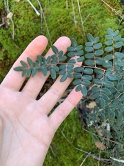 Pellaea andromedifolia