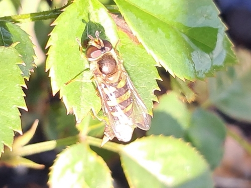 Unknown species found near Hope Mills, NC 28348, USA