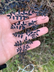 Pellaea andromedifolia