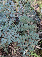 Pellaea andromedifolia