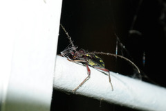 Ambonus distinctus