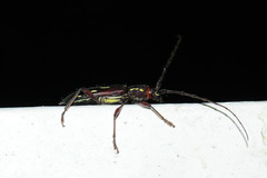 Ambonus distinctus