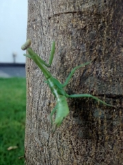 Parastagmatoptera