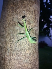 Parastagmatoptera