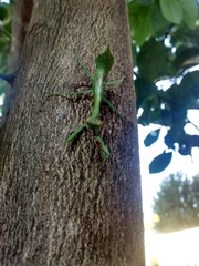 Parastagmatoptera