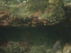 Haemulon carbonarium