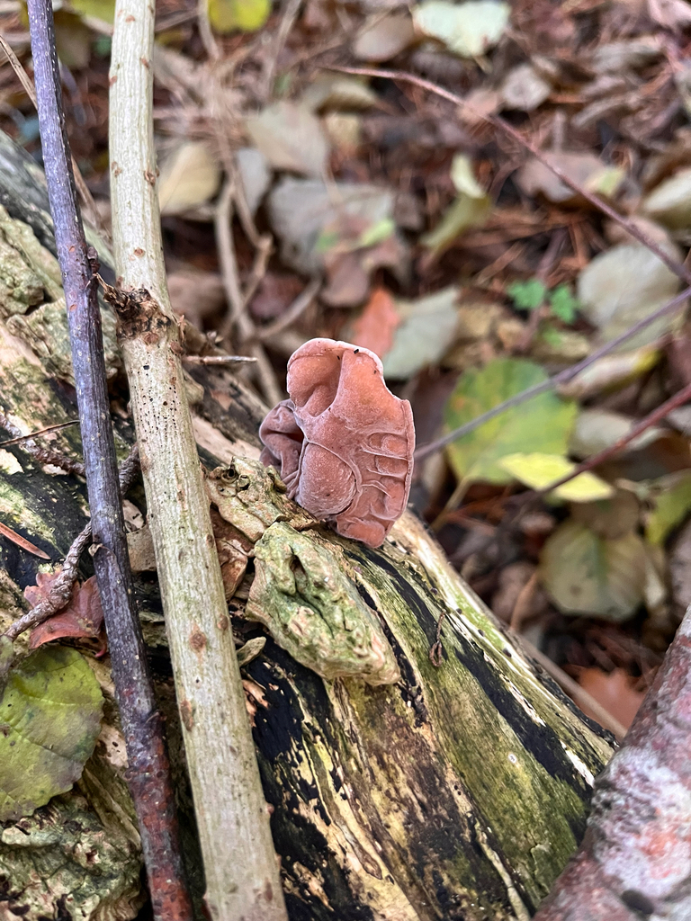 Auricularia auricula-judae · November 2025 · photo: © rhizchimp (iNaturalist, cc-by)
