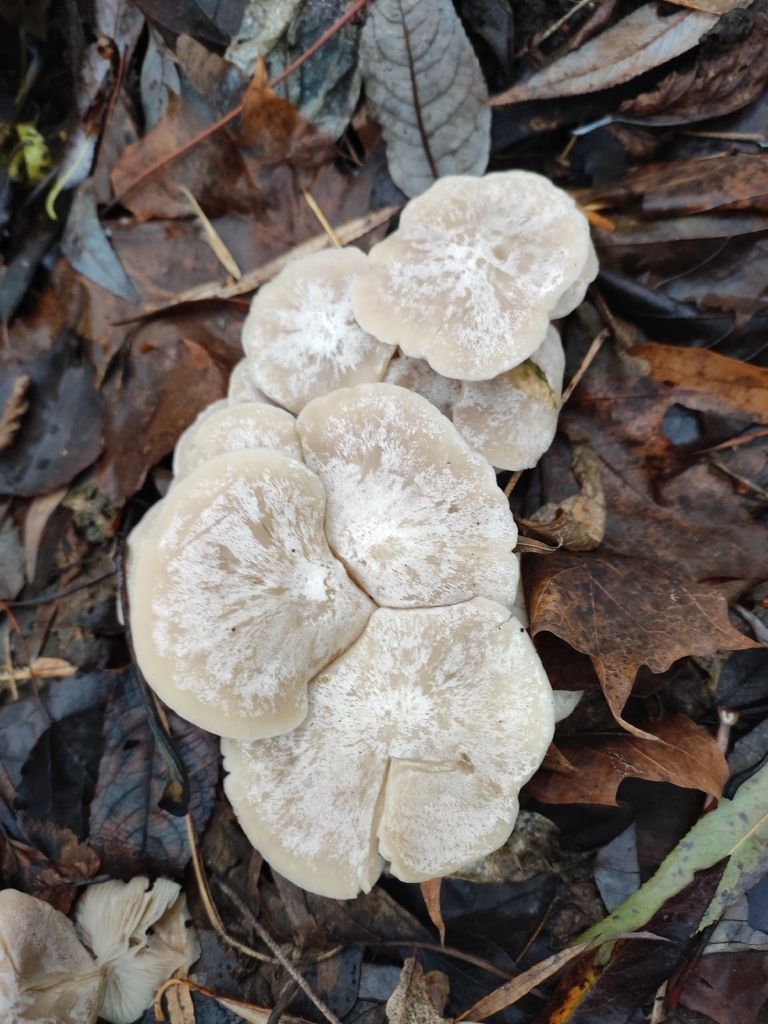 Leucocybe connata
