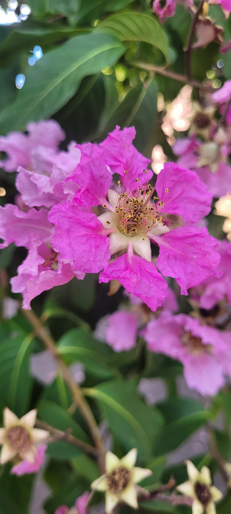Lagerstroemia speciosa